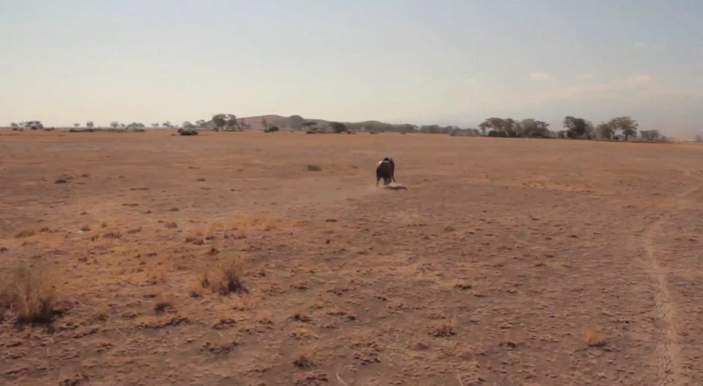 Kenya, Elefant, VideoExtra